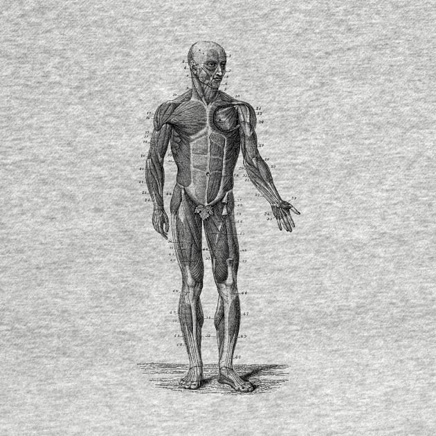Human Muscle System - Vintage Anatomy by Vintage Anatomy Prints